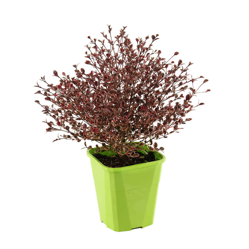 Lophomyrtus x ralphii Magic Dragon: H40/50cm, 4Litres, D20cm