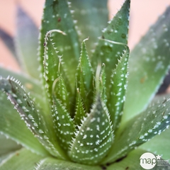 Aloès Véra : Conteneur de diamètre 12 cm