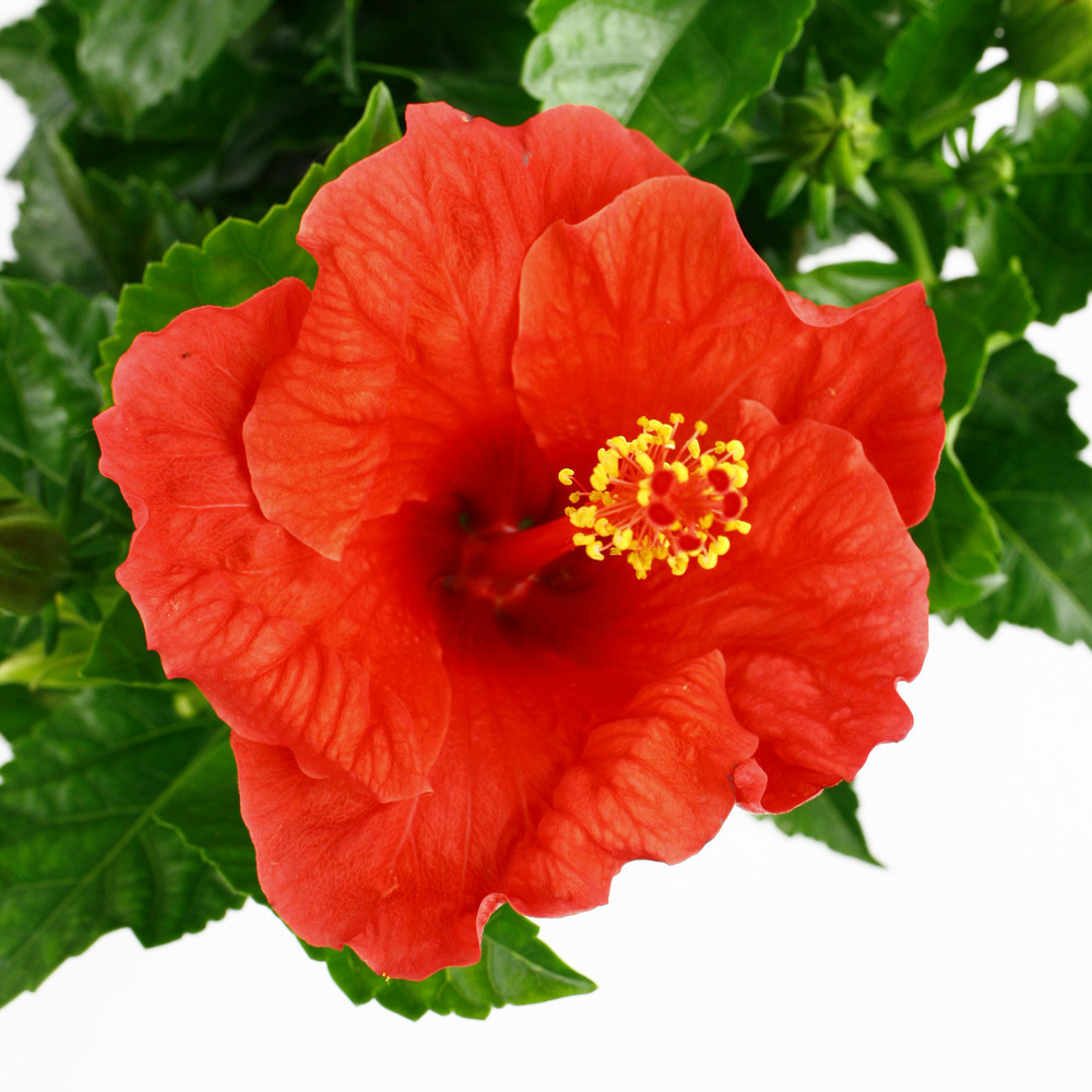 Hibiscus sur tige, variétés variables- Pot D21cm