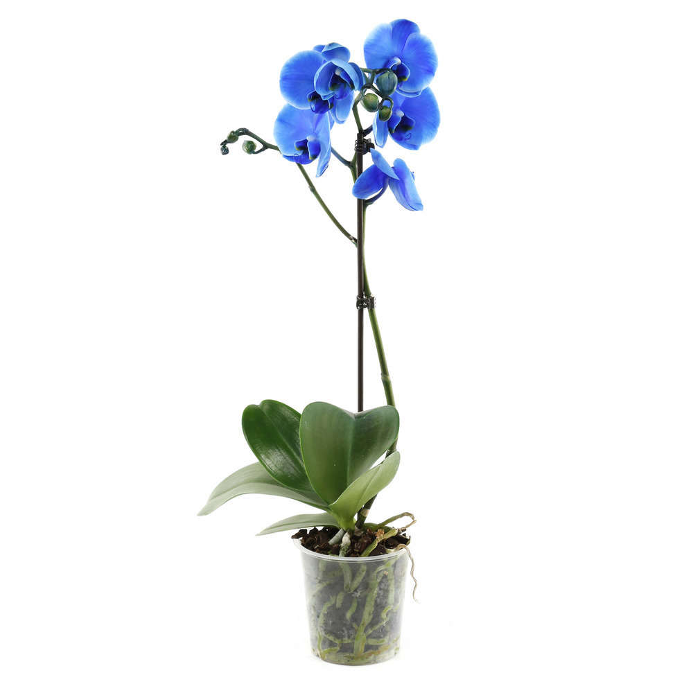 Orchidee Phalaeonopsis Bleu 1 Tige Pot D 12 Cm Truffaut