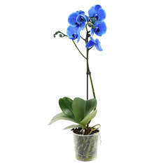 Orchidée Phalaeonopsis bleu 1 tige - pot D.12 cm
