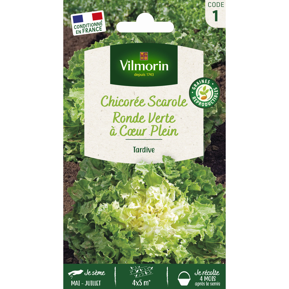 Graines de chicorée scarole + échantillon scarole Maruchka en sachet