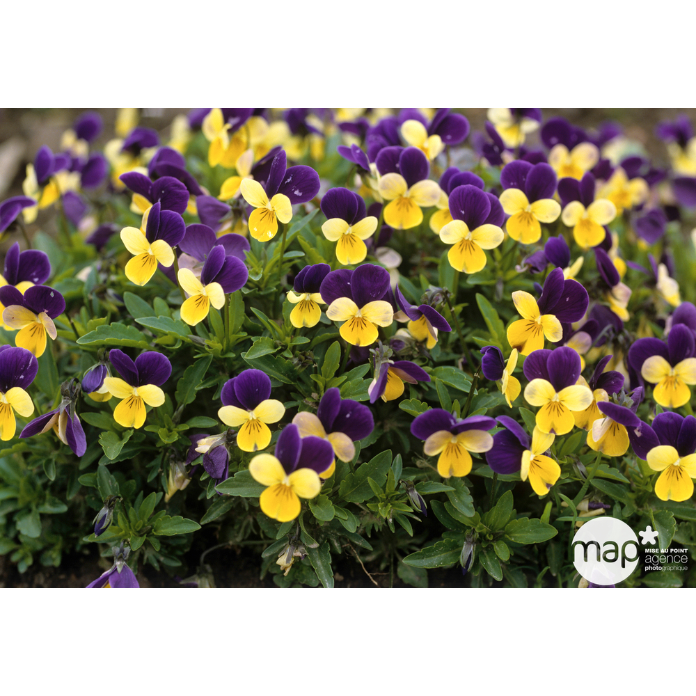 Viola cornute coupe D23 volute - Coloris variables