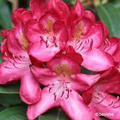 Rhododendron x 'Feu de juin', cont.7L