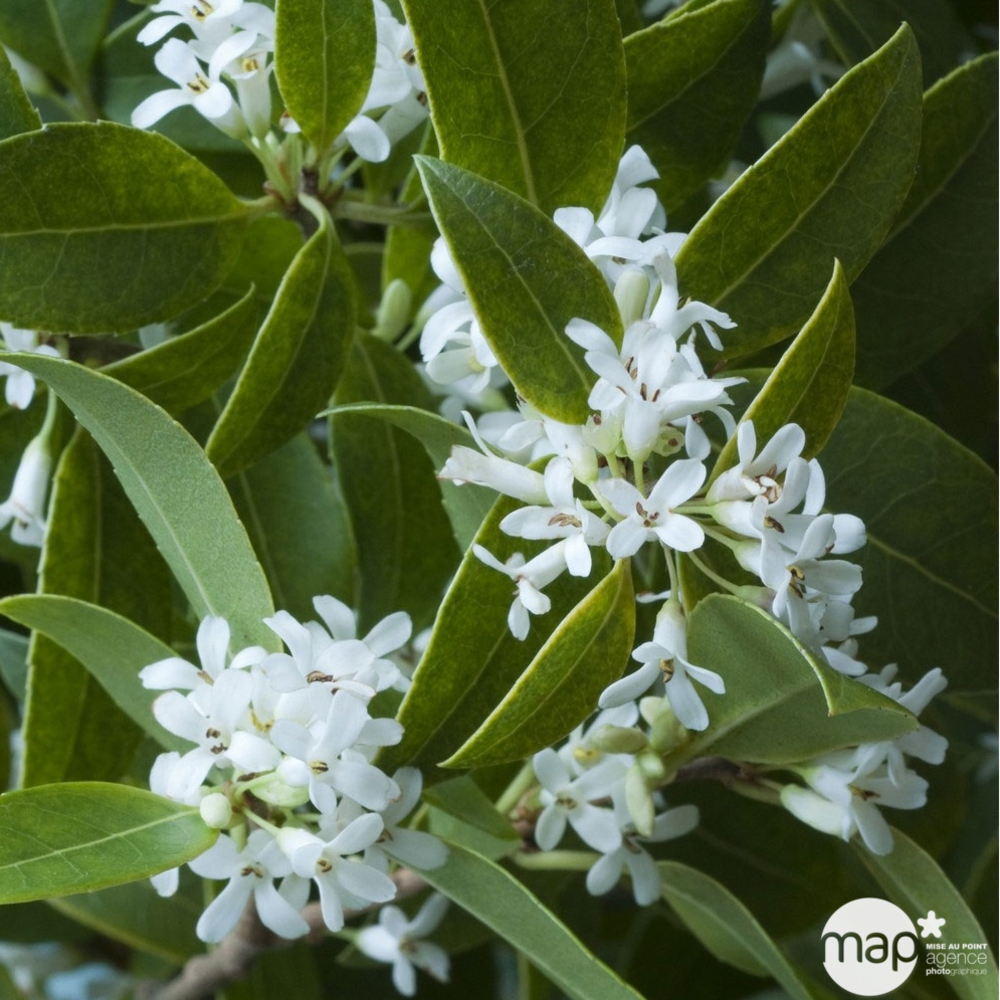 Osmanthus x burkwoodi : H 60/80 cm ctr 7,5L