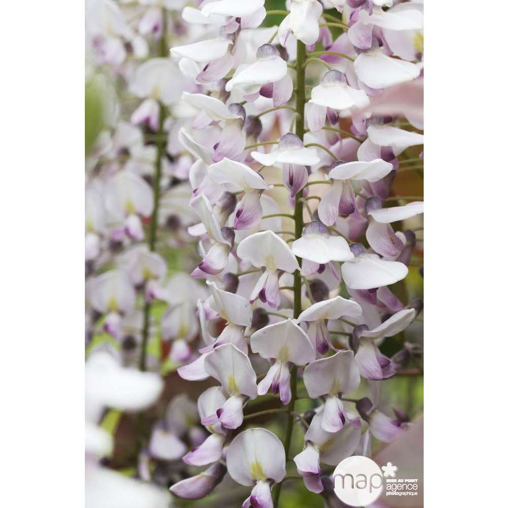 Wisteria variée, cont.10L, H150/200