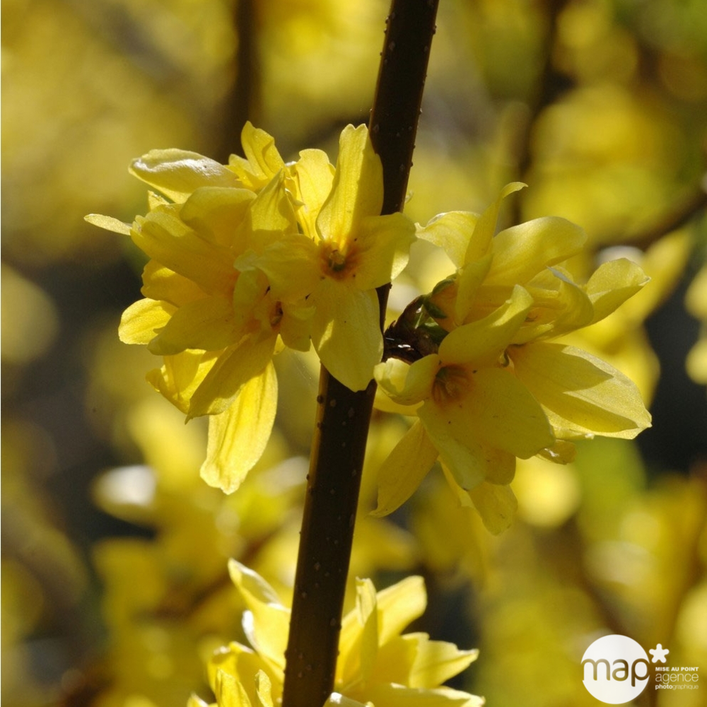 Forsythia x intermedia Week-End ® ' Courtalyne ' : ctr 4,5 L
