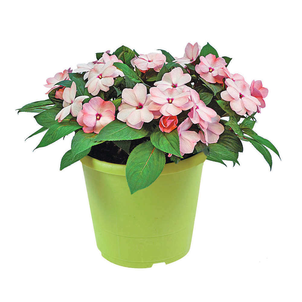 Impatiens carnaval 3p : d 29 cm
