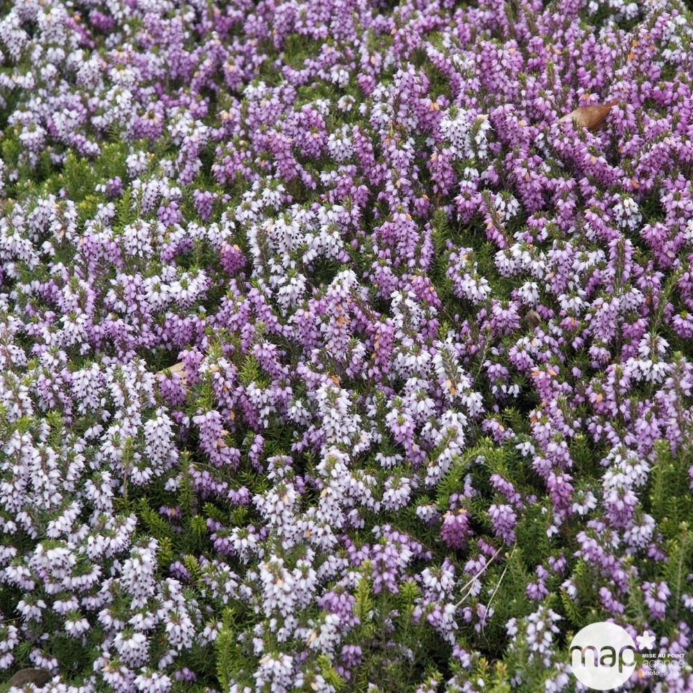 Erica darleyensis :pot 0,5L