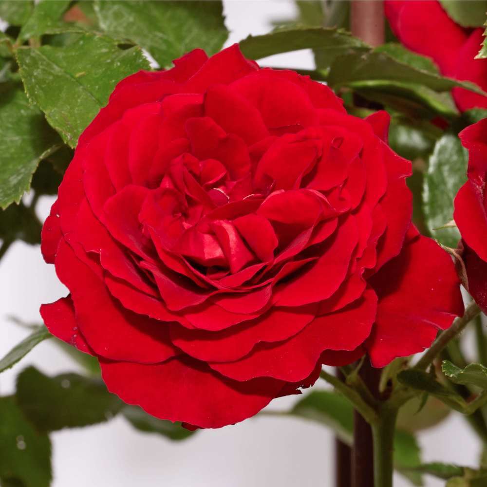 Rosier grimpant : pot de 25 litres