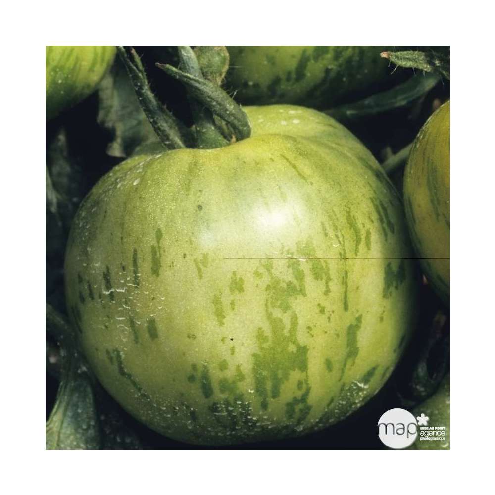 Plant de tomate 'Green Zebra' greffée : pot de 1 litre