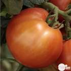 Plant de tomate 'Fantasio' F1 greffée : pot de 1 litre