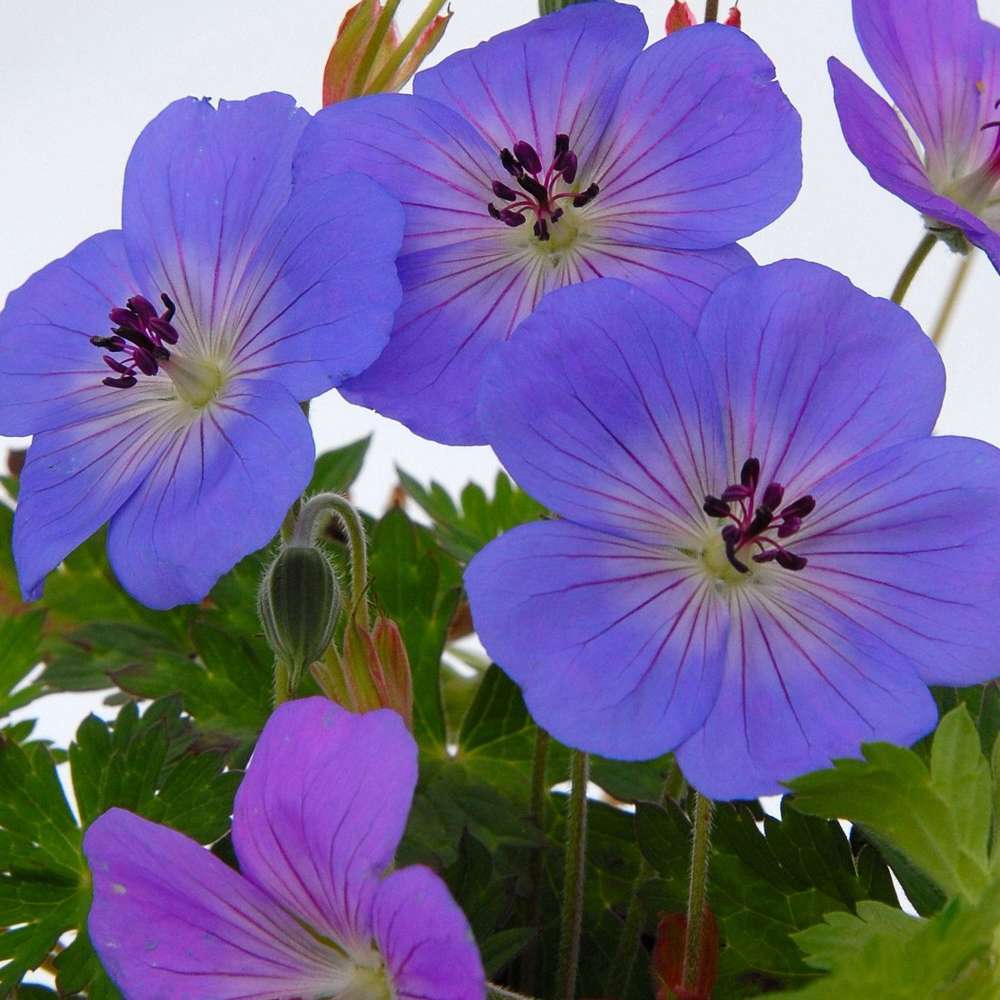 Géranium Rozanne ® : conteneur de 2 Litres bleu