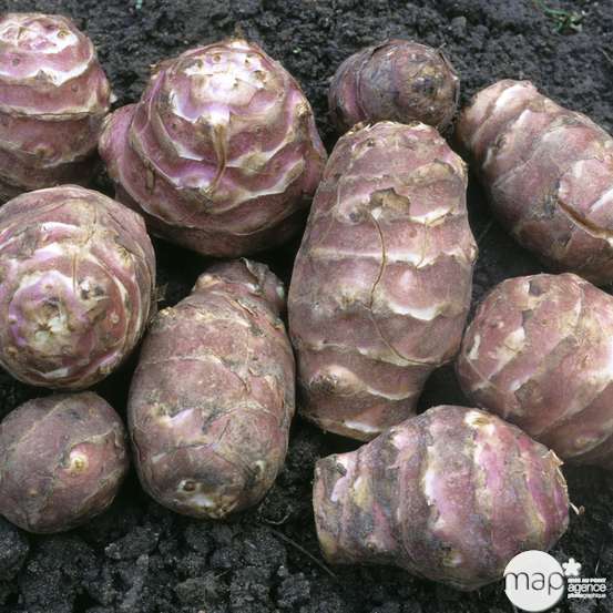 Plant de topinambour : pot de 1 litre
