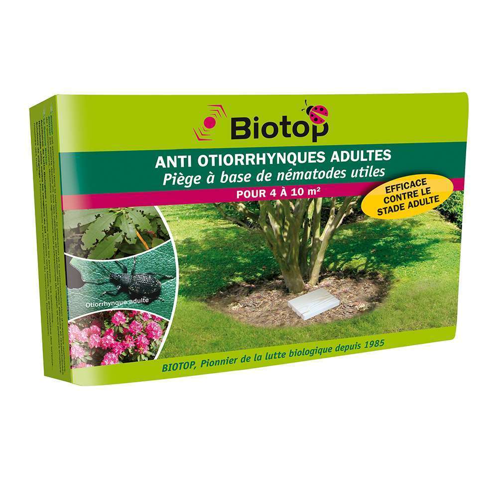 Piège otiorrhynque adulte
