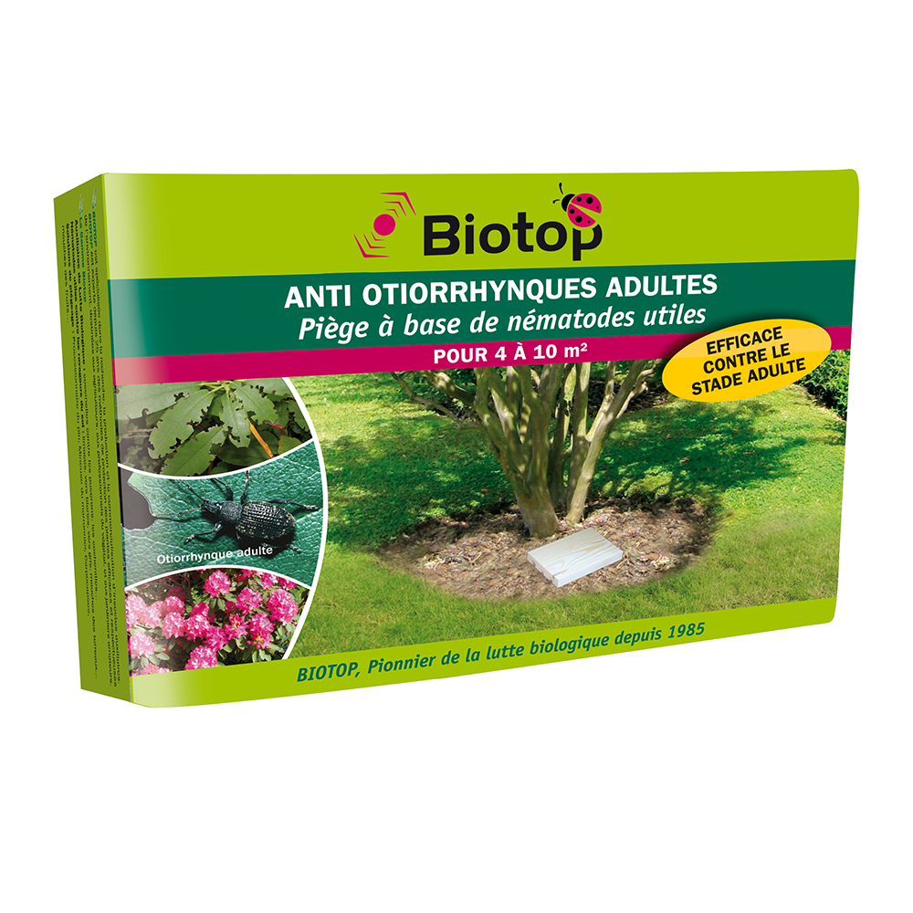 Piège otiorrhynque adulte