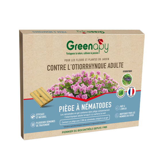 Piège otiorrhynque adulte