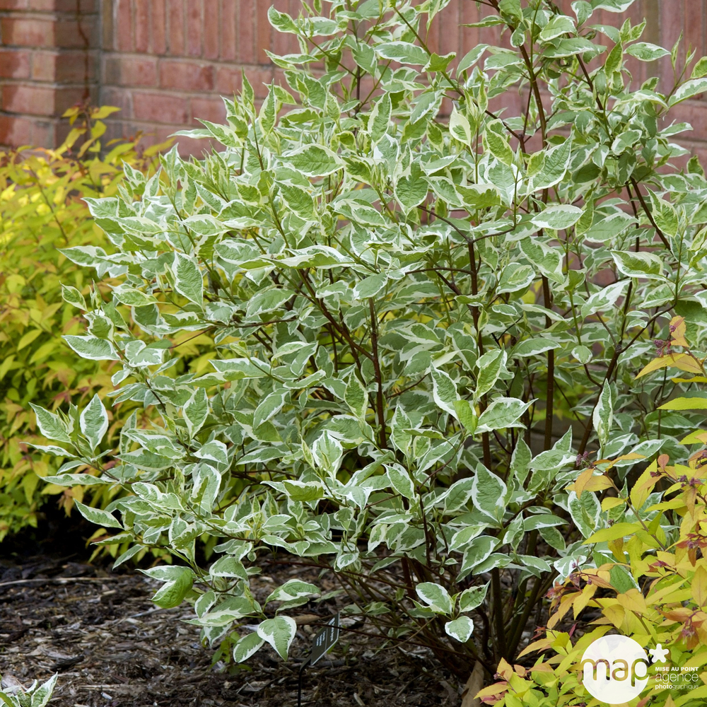Cornus alba ' Elegantissima ' : ctr 4,5L