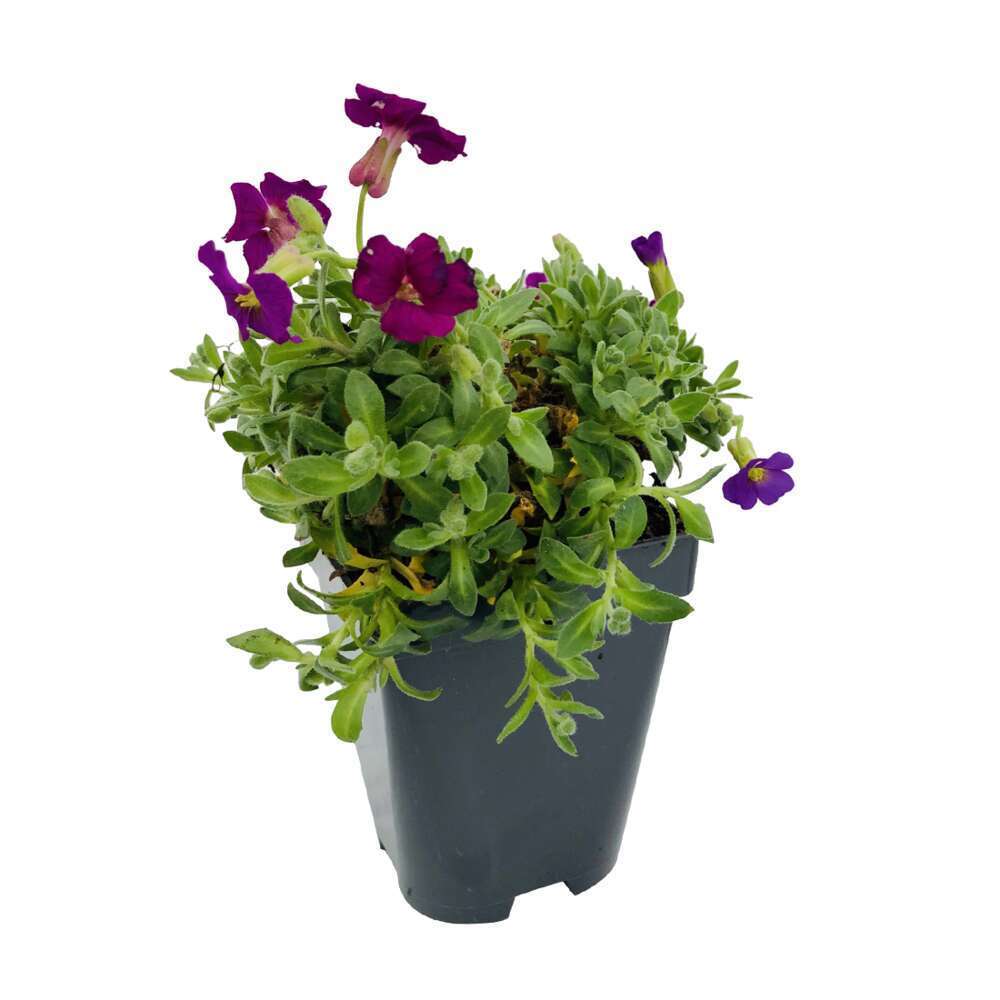 AubriÃšte Kitte Rose RedÂ®: godet