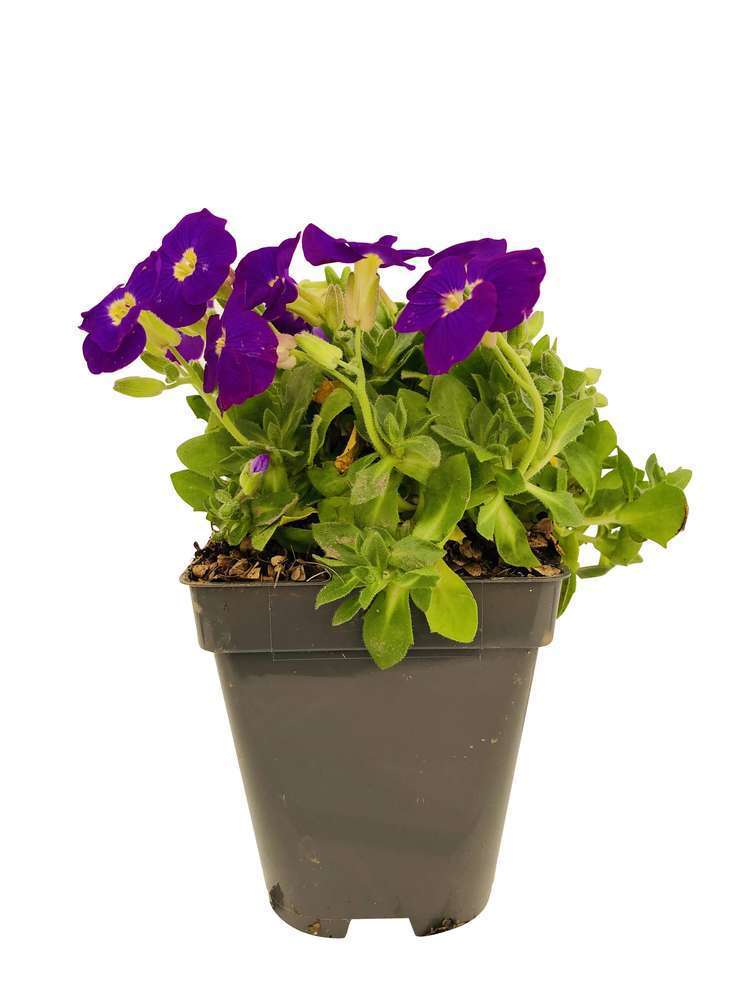 AubriÃšte ChiantiÂ : godet