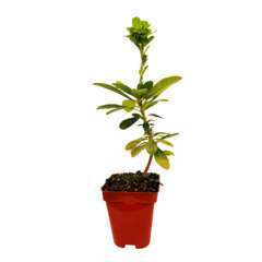 Euphorbia Faux amandier Robbiae : godet rouge