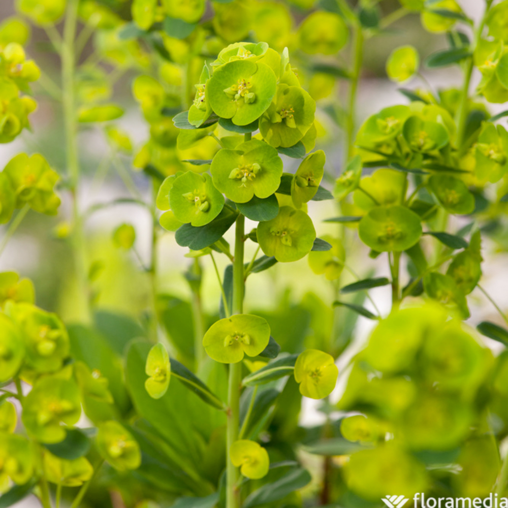 Euphorbia F.A RobbiaeÂ : godet