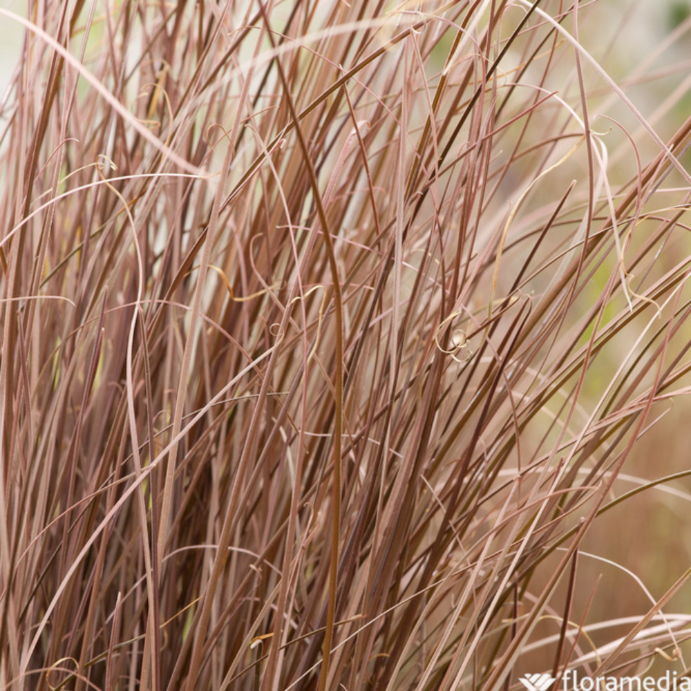 Carex de Buchanan : godet vert