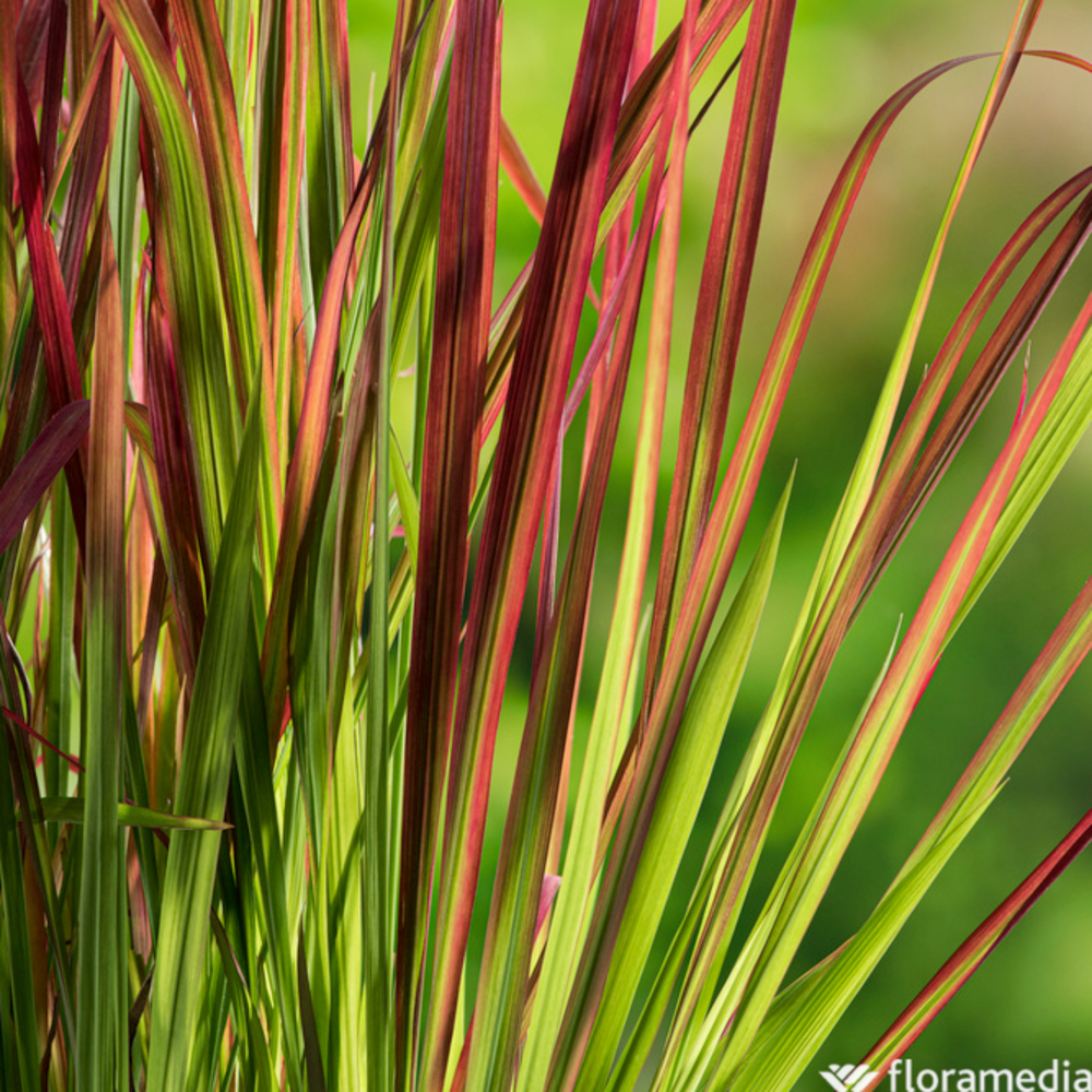 Imperata Red Baron : godet