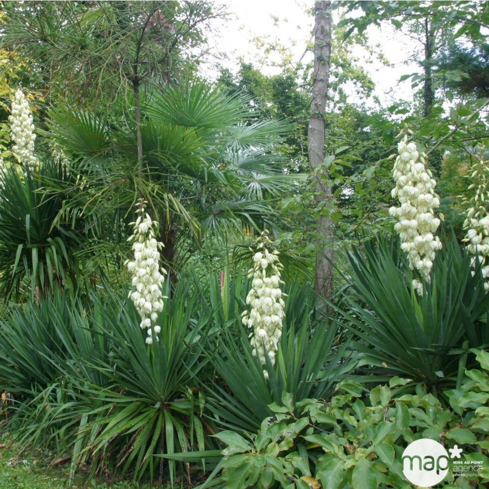 Yucca gloriosa : conteneur 8 litres