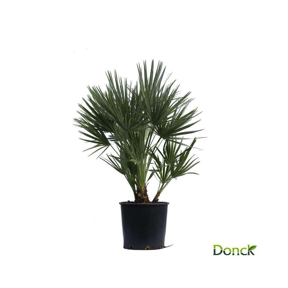 CHAMAEROPS HUM.C 7L 75/80-(471379)