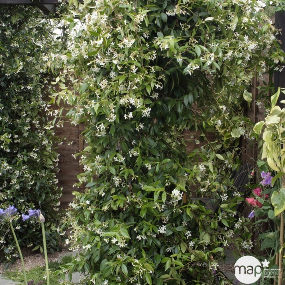 Jasminum polyanthum : pot 3L