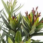 Nerium oleander 'Turner Carnaval':H40/60 pot 4 litres