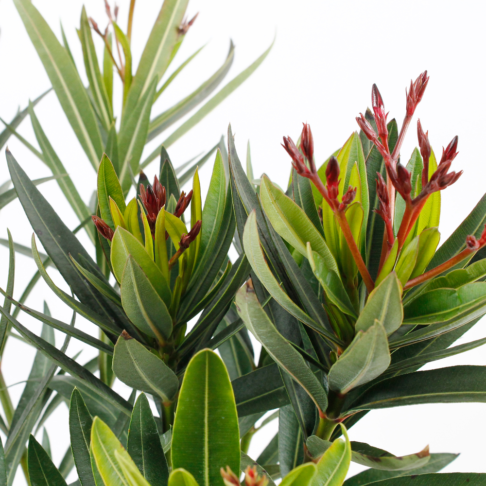 Nerium oleander 'Turner Carnaval':H40/60 pot 4 litres