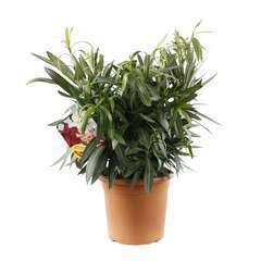 Nerium oleander 'Turner Carnaval':H60/80 pot 7 litres