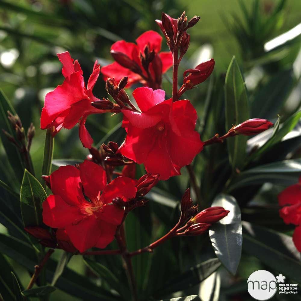 Nerium Oleander ou Laurier-Rose : C.2.5L
