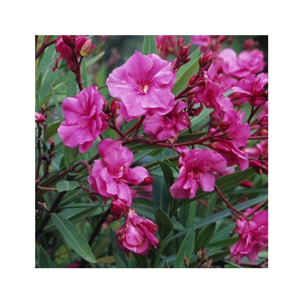 Nerium Oleander : C7L H60/80cm - Coloris variables