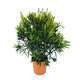 Nerium oleander : pot 12L  h80/100cm