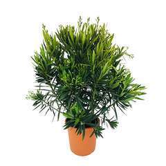 Nerium oleander : pot 12L  h80/100cm