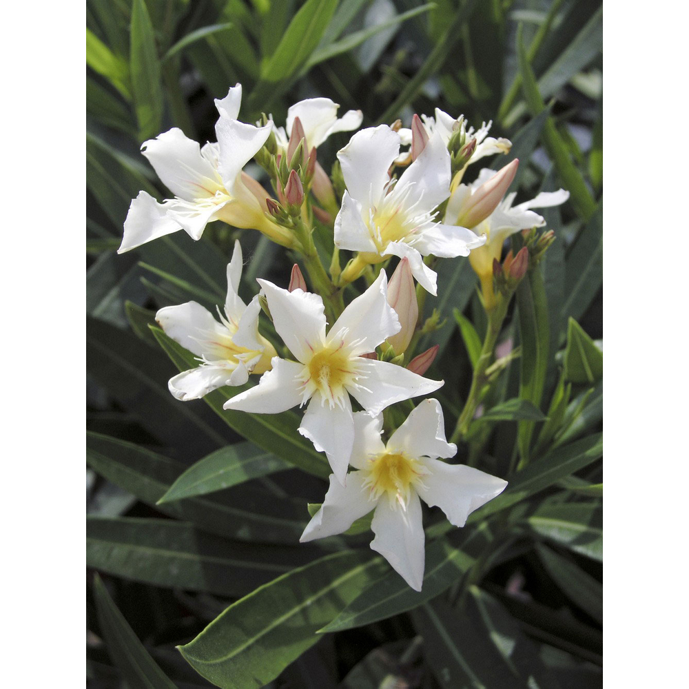 Nerium oleander : pot 12L h80/100cm