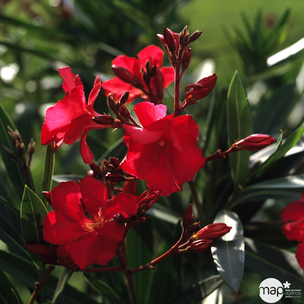 Nerium Oleander : C24L, H.100/120cm