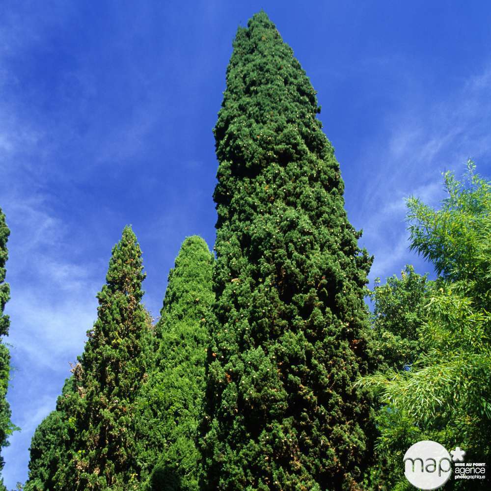 Cupressus sempervirens : hauteur 140/150 cm conteneur 5 Litres
