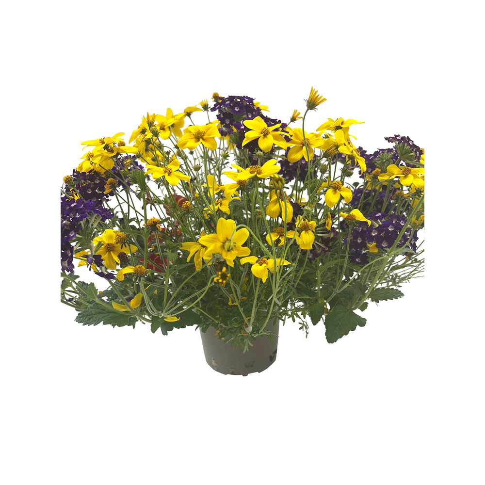 Composition d'annuelles - pot de 2L