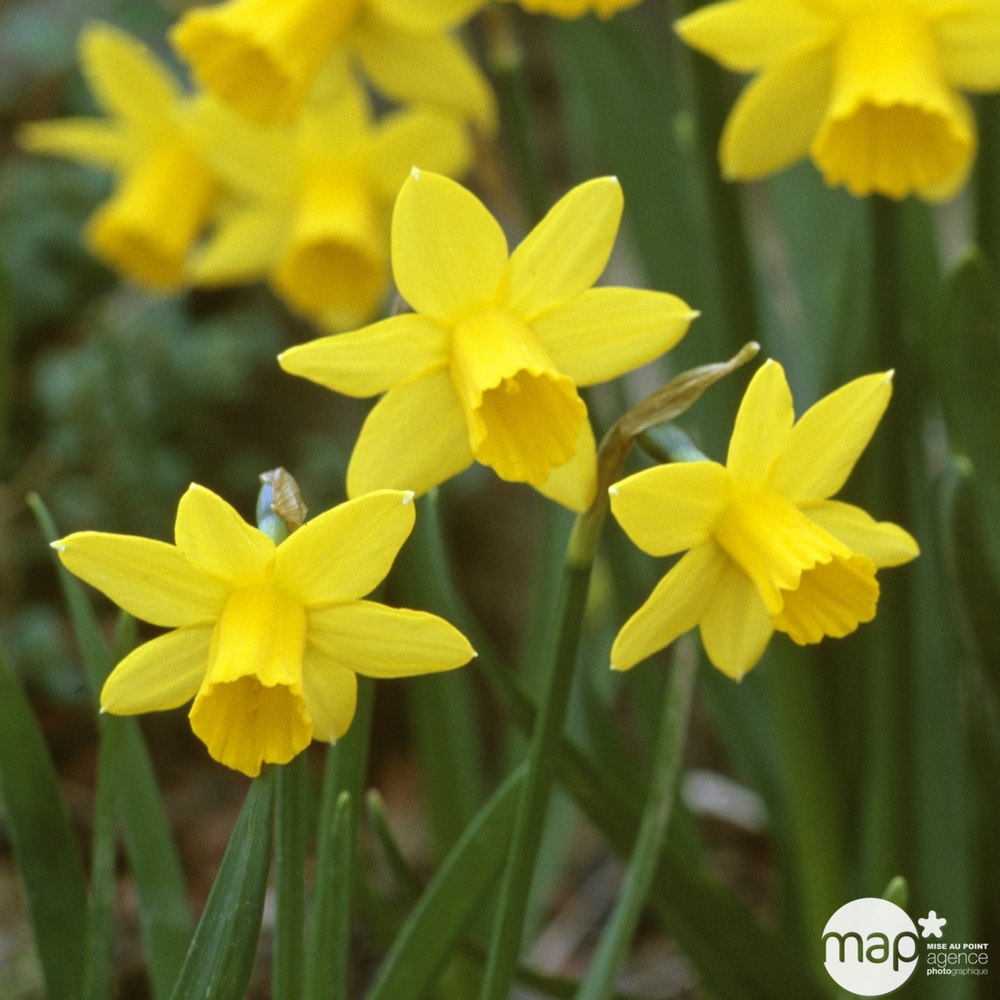 Narcisse + Primevere: Jardinière 40 cm - Coloris variables