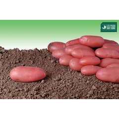 Plants de pommes de terre 'Cheyenne' Bio en filet x25