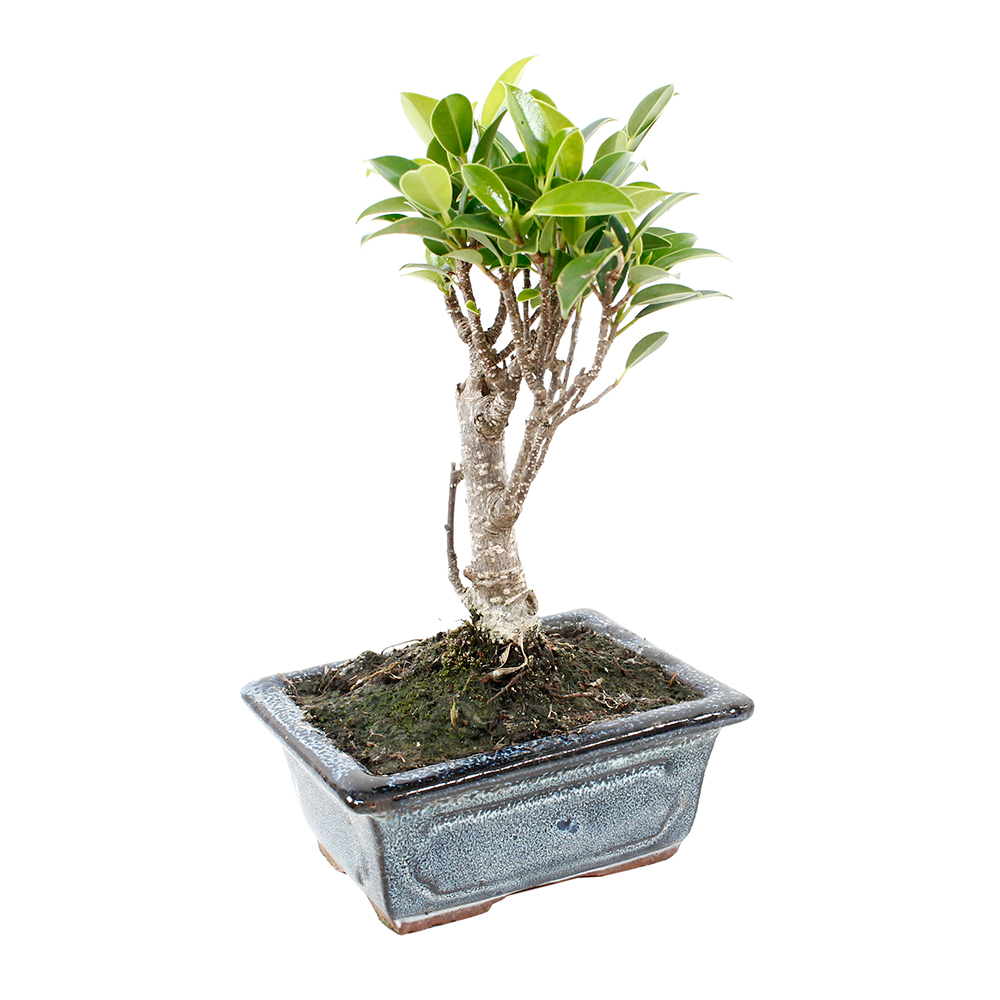 Bonsaï Ficus :3-4 ans