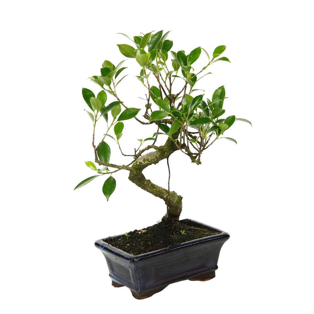 Bonsaï Ficus :5-6 ans étage
