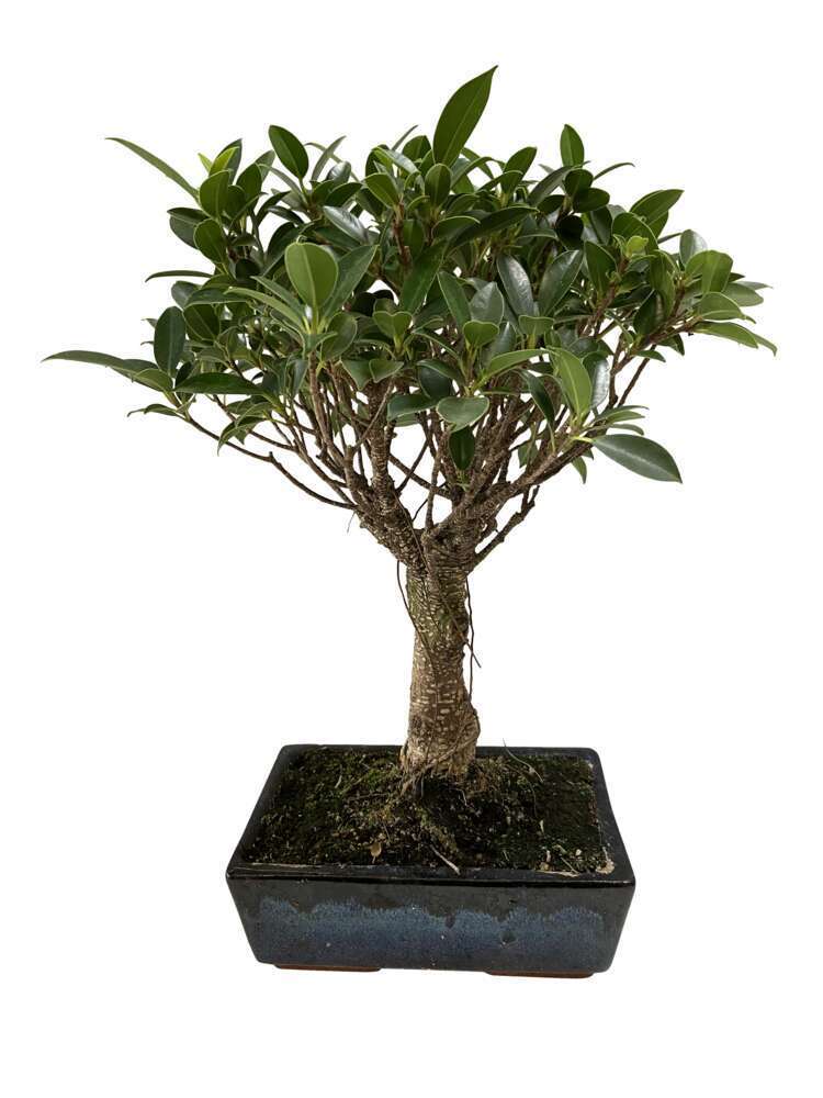 BonsaÃ¯ Ficus :7-9 ans boule