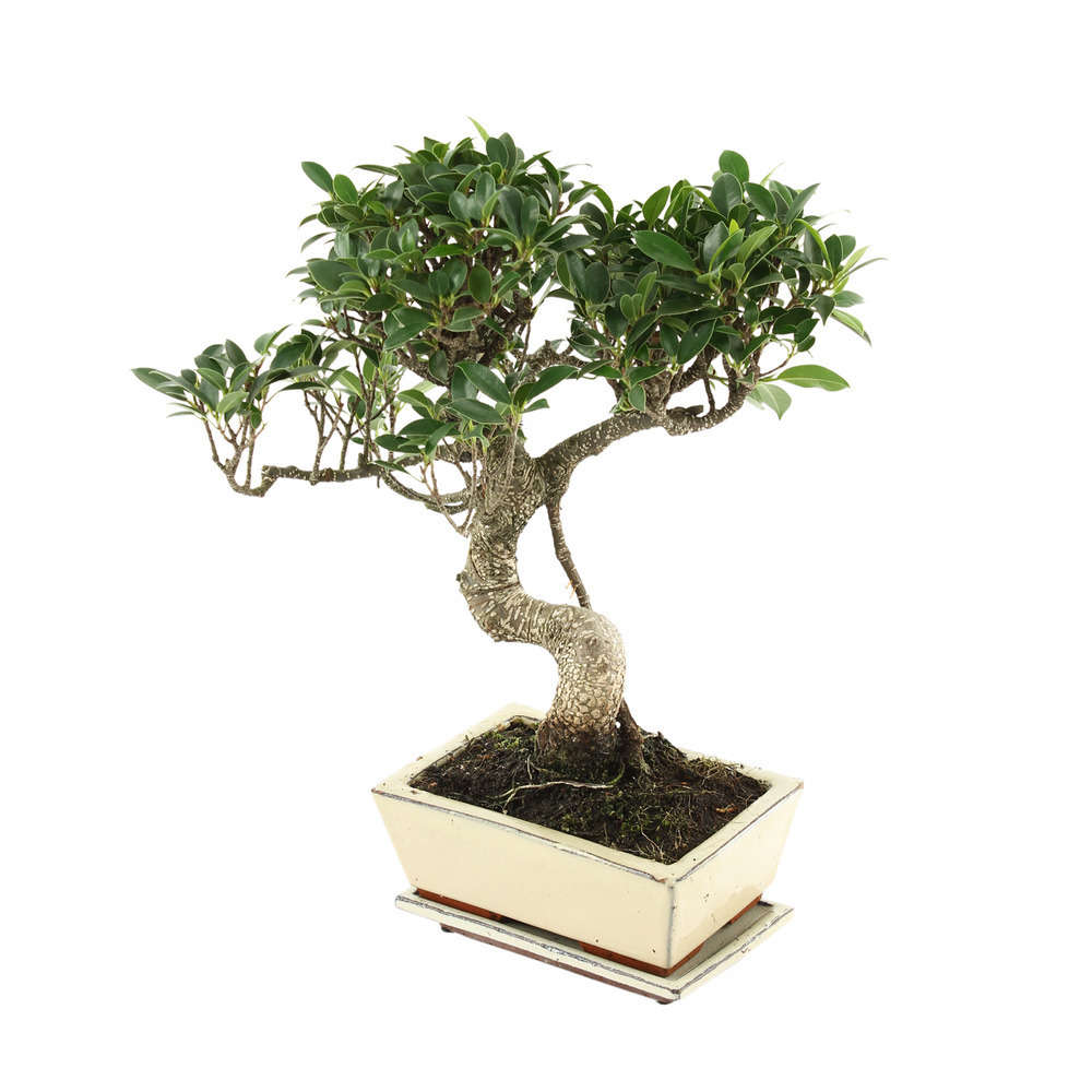 Bonsaï Ficus :7-9 ans étage