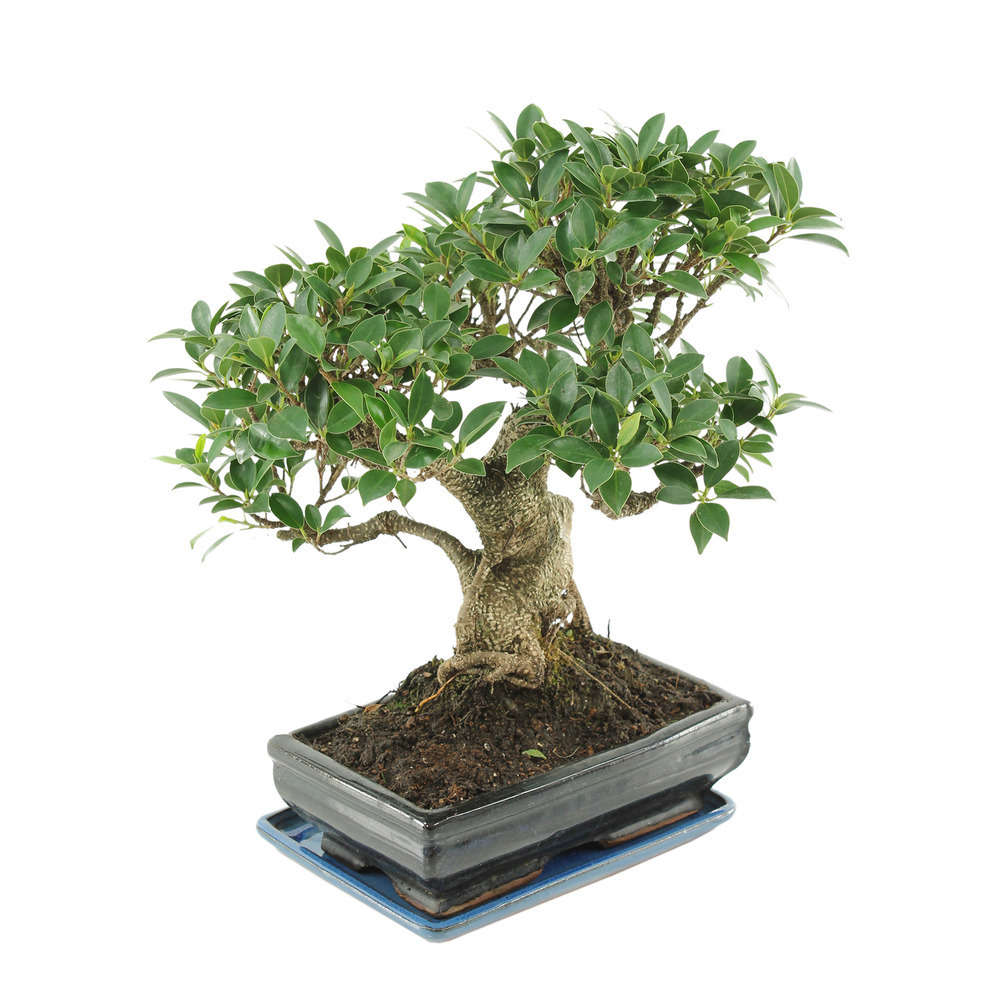 Bonsaï Ficus :10-12 ans étage