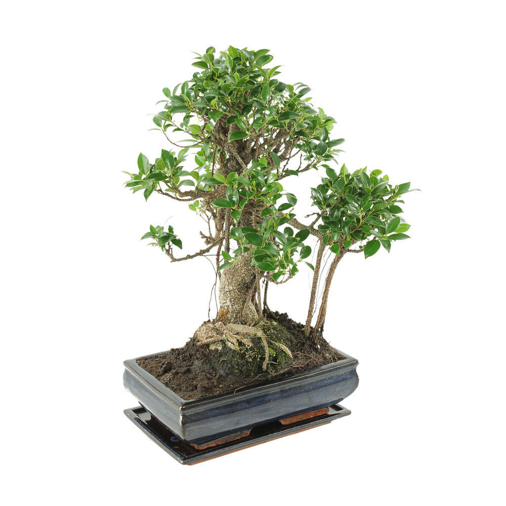 Bonsaï Ficus :13-14 ans étage